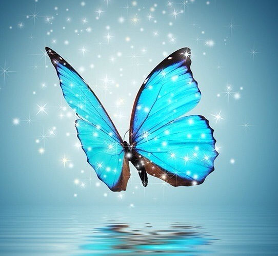 Fond papillon bleu